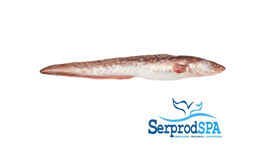 Congrio dorado fresco