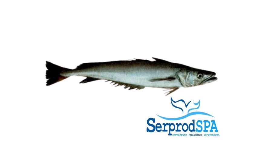 Merluza Gayi del sur de Chile