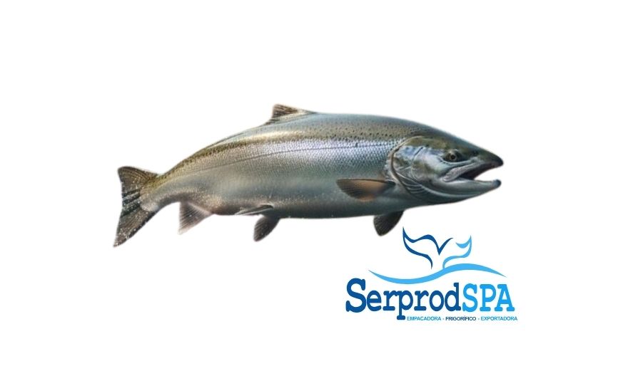 Salmón fresco en todas sus variedades