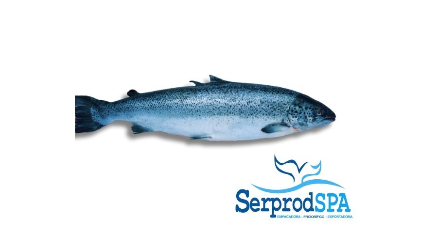 Filetes de salmón Hor